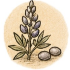 Lupin