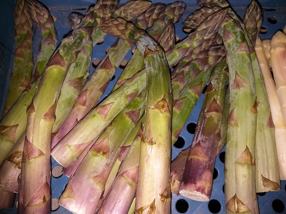 carottes